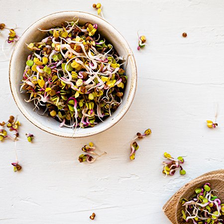 How to grow sprouts at home