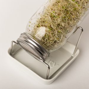 How to grow sprouts at home